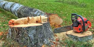 Trusted Morgan, GA Tree Care Experts