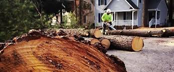 Best Tree Trimming and Pruning  in Morn, GA