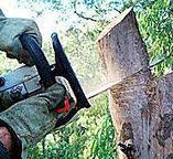 How Our Tree Care Process Works  in  Morgan, GA