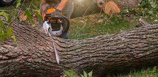 Best Tree Maintenance Programs  in Morn, GA