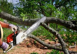 Best Emergency Tree Removal  in Morn, GA