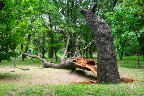 Lawn Pest Prevention in Morgan, GA
