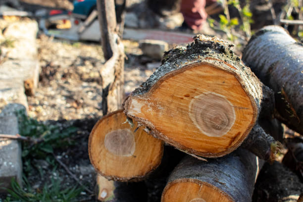 Best Arborist Consultation Services  in Morn, GA