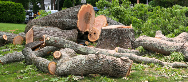 Best Tree Health Inspection  in Morn, GA