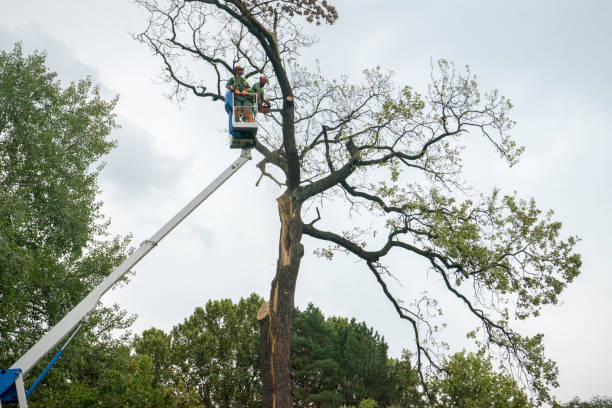 Best Storm Damage Tree Cleanup  in Morn, GA