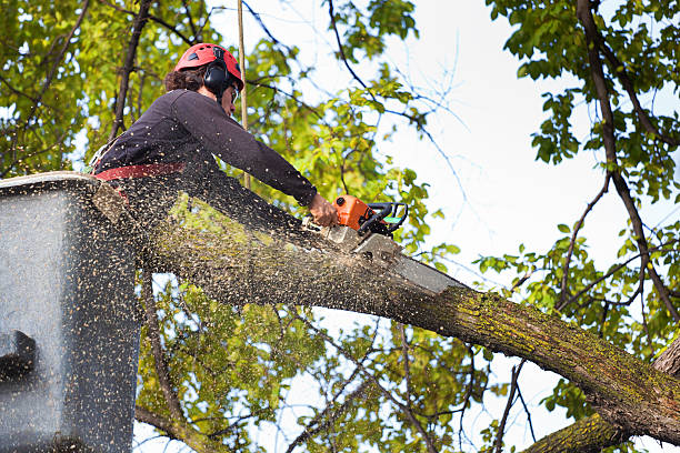 Best Hazardous Tree Removal  in Morn, GA