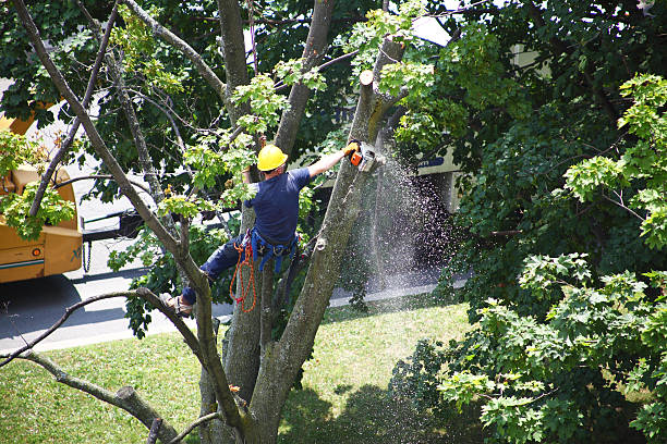 Best Lawn Pest Prevention  in Morn, GA
