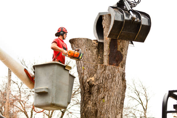 Best Fruit Tree Pruning  in Morn, GA